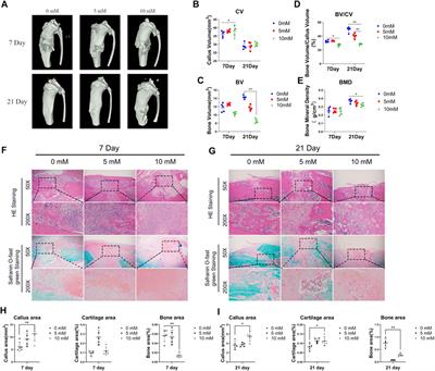 High Fluoride Ingestion Impairs Bone Fracture Healing by Attenuating M2 Macrophage Differentiation